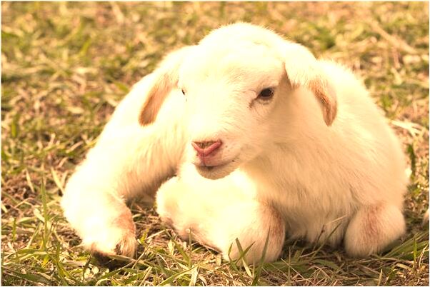 夢見爸爸媽媽躺在棺材裡是不是好的徵兆呢_周公解夢官網