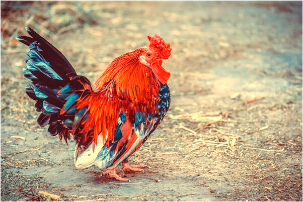 夢到別人給老公算命看病有什麼預示嗎_周公解夢官網