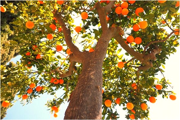 夢到戀人求救代表什麼_周公解夢官網