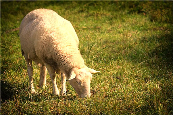 夢到了請輸入了拾起大鑽戒指有什麼預兆_周公解夢官網