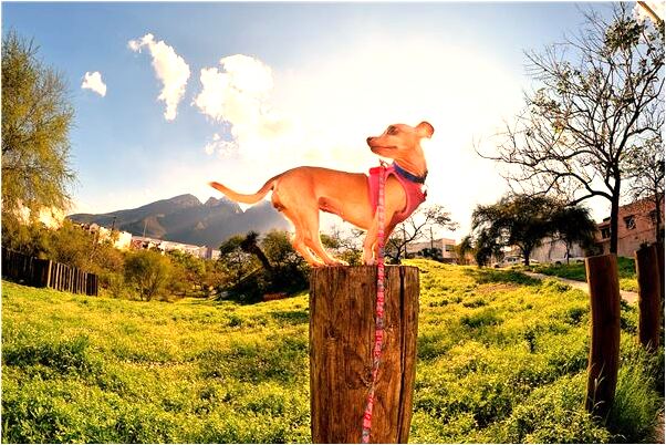 夢到了會議上領導讓我發言預示了什麼_周公解夢官網