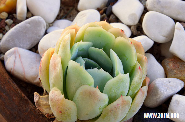 夢見生了女兒_周公解夢夢到生了女兒是什麼意思_做夢夢見生了女兒好不好_周公解夢官網