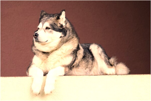 夢到了打撈被黑水沖走的母親是不是好的徵兆呢_周公解夢官網