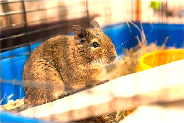 夢見給別人做孝布意味著什麼_周公解夢官網