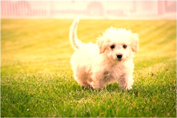 夢到了自己被老公觸電怎么說_周公解夢官網