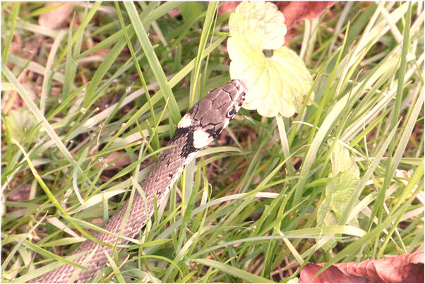 夢到送破拖鞋是好的徵兆嗎_周公解夢官網