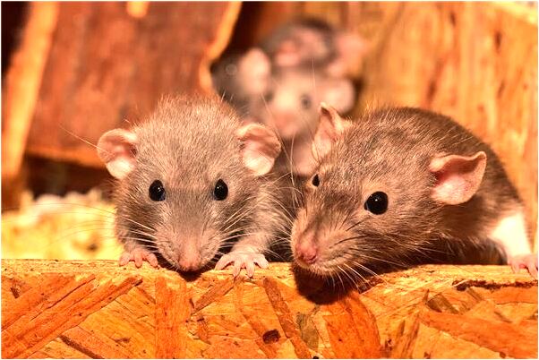 夢到了自己的孩子掉進洞裡是是好是壞_周公解夢官網