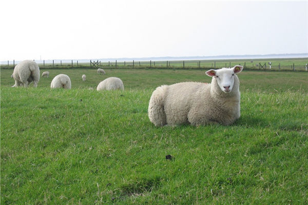 2015年是屬什麼生肖_十二生肖