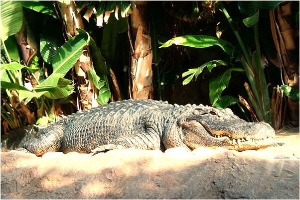 夢見後半夜預示什麼是凶兆還是吉兆_周公解夢官網