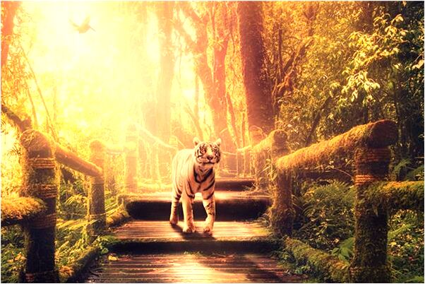 夢見畫眉鳥打架預示什麼_周公解夢官網