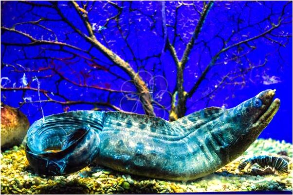 夢到很多芪子代表著什麼_周公解夢官網