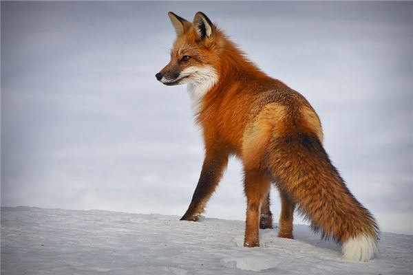夢到紅色的狐狸是什麼兆頭_周公解夢