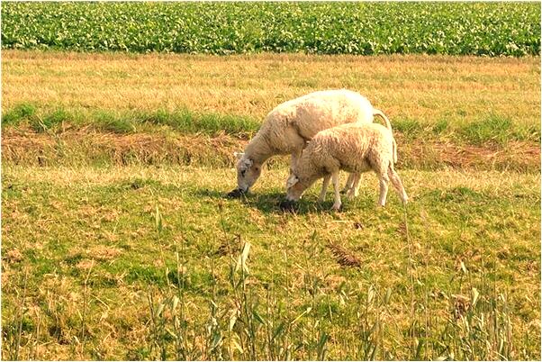 夢到了棺材裡有女屍身上還有血是咋回事_周公解夢官網