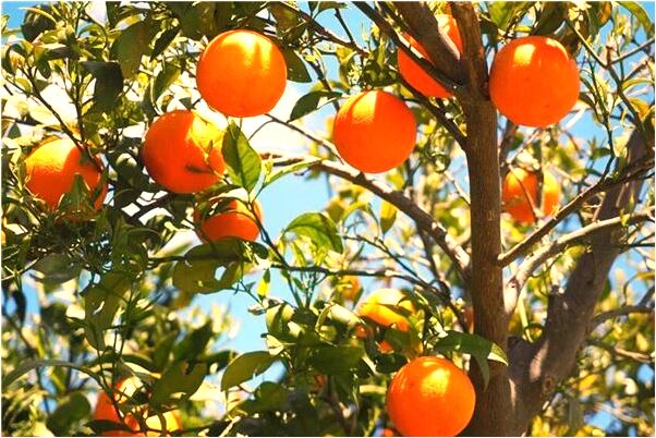 夢到了好多小貓代表著什麼？_周公解夢官網