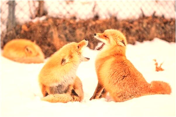 夢到了被水澆是什麼預兆_周公解夢官網