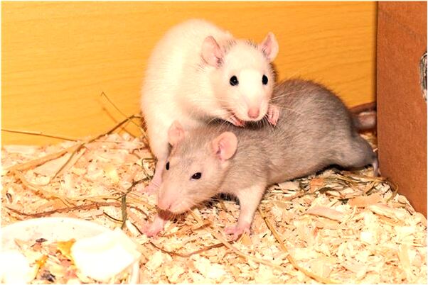 夢見朋友和戀人分手是什麼預兆？_周公解夢官網