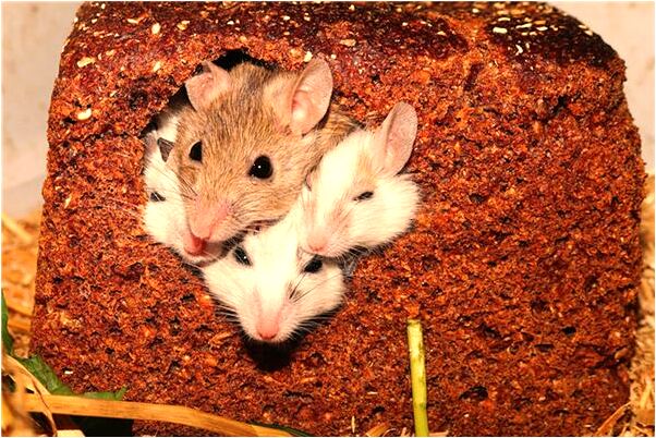 夢到生核桃有什麼預示嗎_周公解夢官網