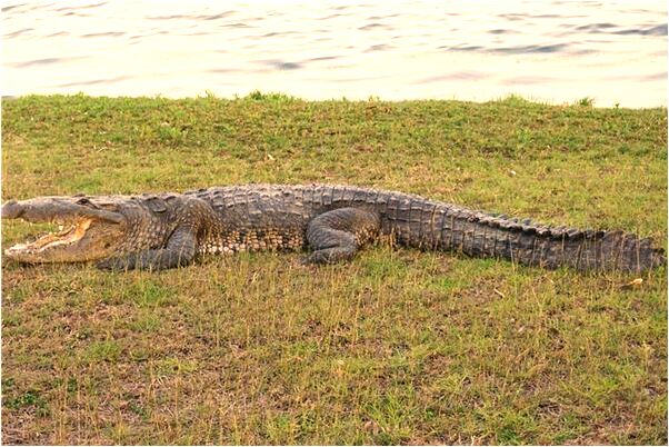 夢到了在國中什麼預兆_周公解夢官網