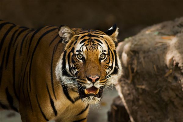 庚寅是什麼生肖_十二生肖