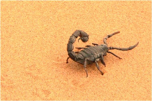 夢見親人被火代表著什麼_周公解夢官網