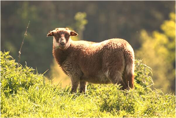 夢到爸爸生病暈倒預示什麼_周公解夢官網
