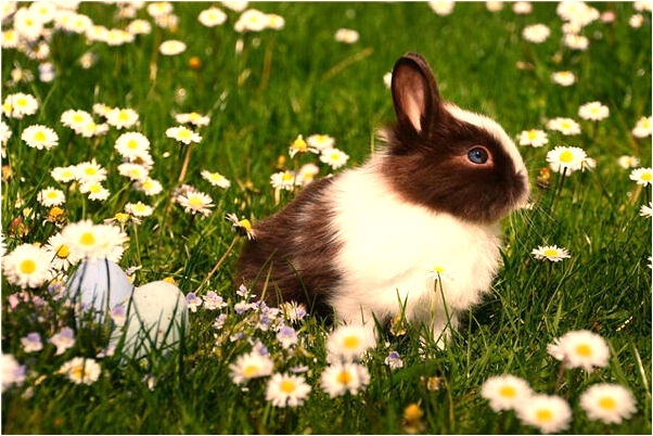 夢到了親人大肚子有什麼含義_周公解夢官網