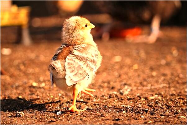 夢見別人拿刀追殺預兆了什麼嗎_周公解夢官網