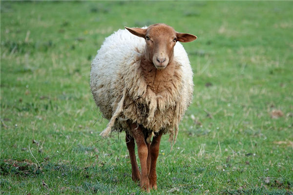 1979年8月生肖羊愛情觀_十二生肖