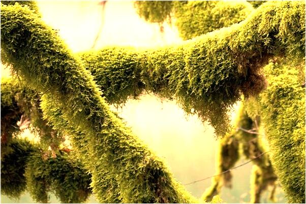 夢到樓道及地上有屎好不好_周公解夢官網