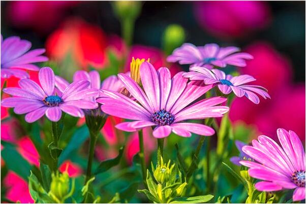 夢見發小和自己鬧彆扭是不是好的徵兆呢_周公解夢官網