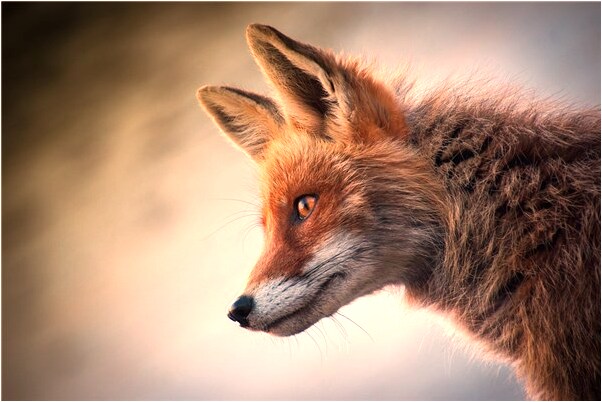 夢到了火燒骨灰罐啥意思_周公解夢官網