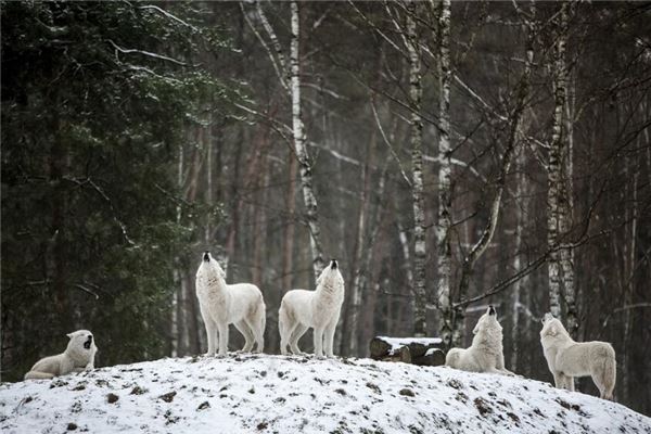 夢見狼群圍攻與狼打鬥_周公解夢