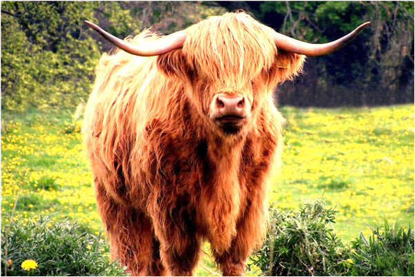 夢到了女人一腳踏兩船是怎么回事_周公解夢官網