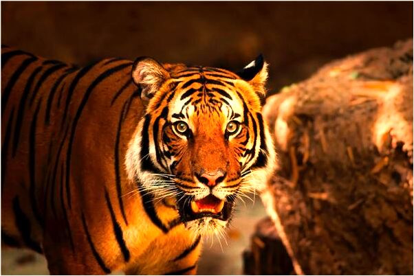 夢見借人印章但找不到了是什麼預兆？_周公解夢官網