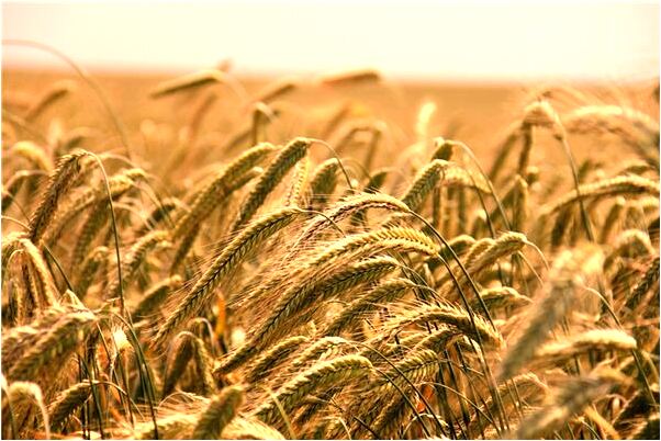 夢見去澳門有什麼預示嗎_周公解夢官網