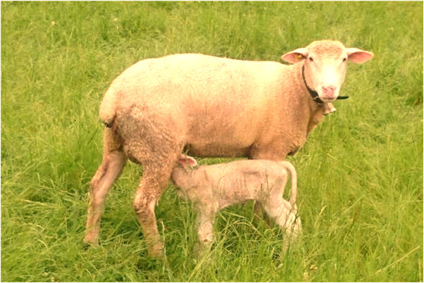 夢到同村女人和媽媽穿相同衣服有什麼預兆_周公解夢官網