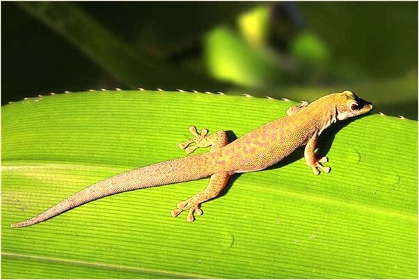 夢見自己奶水往出流的預兆_周公解夢官網