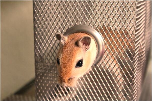 夢見猛斬死鬼意味什麼_周公解夢官網