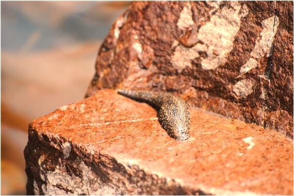 夢到雨水從山上流下預示什麼_周公解夢官網