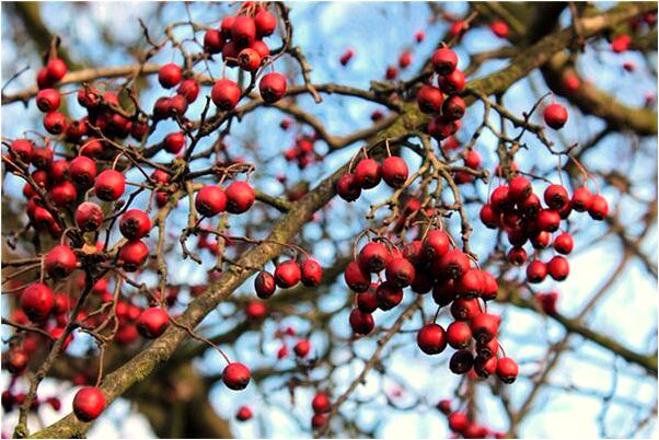 夢到了蛇的雙眼像燈泡會有什麼預兆_周公解夢官網