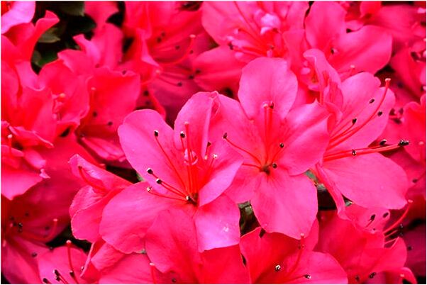 夢見翻閱路邊賣書的什麼寓意_周公解夢官網