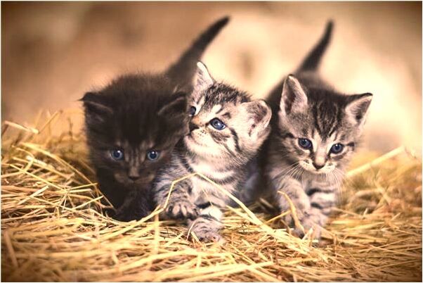 夢見和別做愛預示了什麼_周公解夢官網