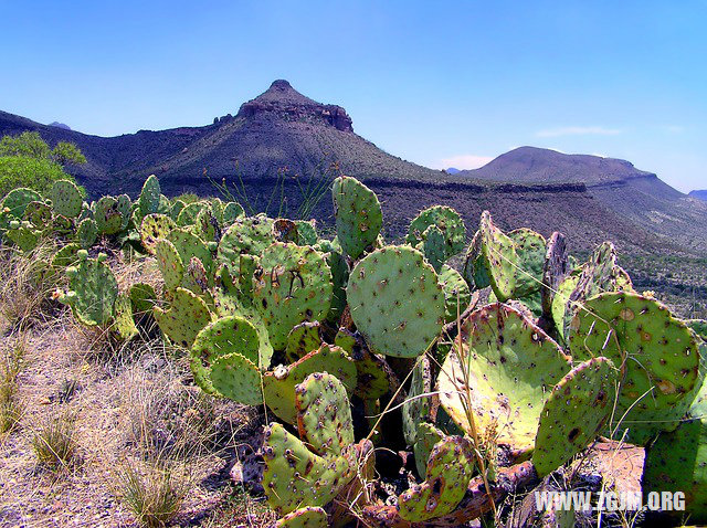 夢見抓住一群魚_周公解夢夢到抓住一群魚是什麼意思_做夢夢見抓住一群魚好不好_周公解夢官網