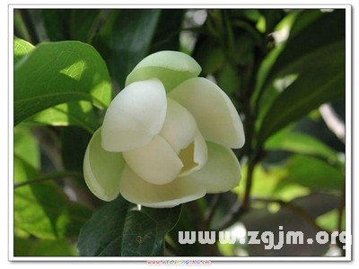 屬於十二星座的春天的花_十二星座