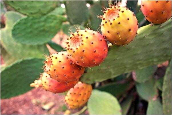 夢到抱著倆只小白虎頭帶王字是凶兆還是吉兆_周公解夢官網