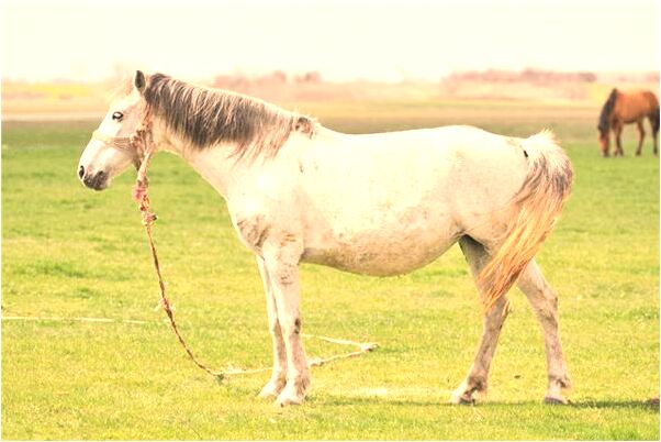 夢見好多狗追人就咬什麼寓意_周公解夢官網