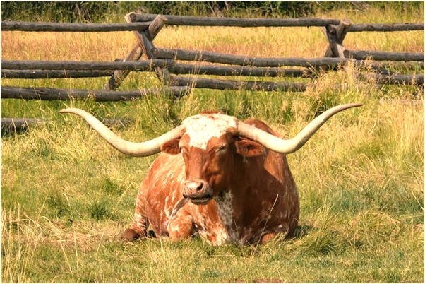 夢見自己變成厲鬼意味著什麼_周公解夢官網