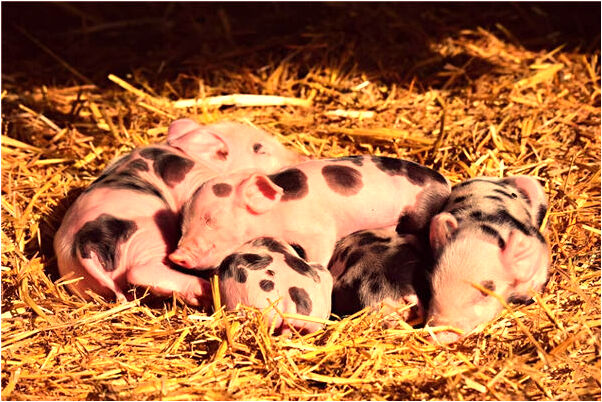 夢到了自己揉麵粉有什麼說法_周公解夢官網