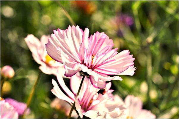 夢到又有兩個兒子是吉兆嗎?_周公解夢官網