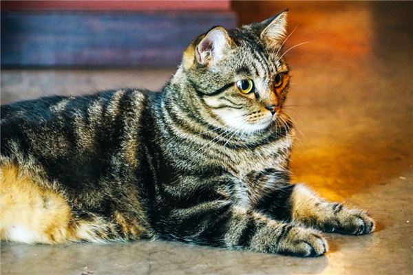 夢見大貓_周公解夢